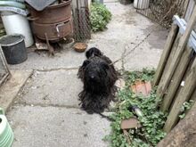 FÜRGE, Hund, Puli in Ungarn - Bild 27