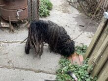 FÜRGE, Hund, Puli in Ungarn - Bild 28