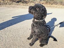 FÜRGE, Hund, Puli in Ungarn - Bild 4