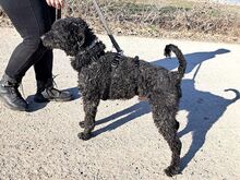 FÜRGE, Hund, Puli in Ungarn - Bild 6