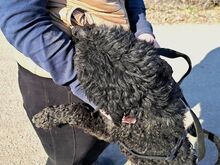 FÜRGE, Hund, Puli in Ungarn - Bild 9