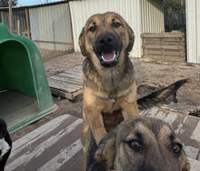 JÜRGEN, Hund, Mischlingshund in Portugal - Bild 3