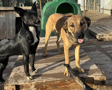 JÜRGEN, Hund, Mischlingshund in Portugal - Bild 4