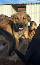 JÜRGEN, Hund, Mischlingshund in Portugal - Bild 5