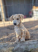 WILLIAM, Hund, Mischlingshund in Portugal - Bild 2