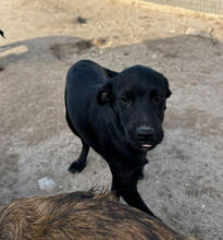 PECORINO, Hund, Mischlingshund in Portugal - Bild 3