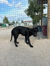 PECORINO, Hund, Mischlingshund in Portugal - Bild 5