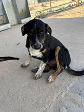 ROQUEFORT, Hund, Mischlingshund in Portugal