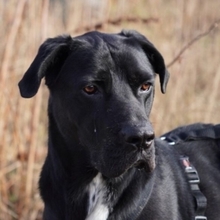 CARLOS, Hund, Mischlingshund in Rumänien - Bild 2