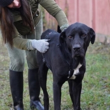 CARLOS, Hund, Mischlingshund in Rumänien - Bild 4