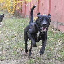 CARLOS, Hund, Mischlingshund in Rumänien - Bild 7