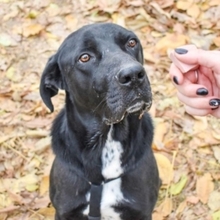 CARLOS, Hund, Mischlingshund in Rumänien - Bild 8