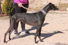 BAMBA, Hund, Galgo Español in Spanien - Bild 2