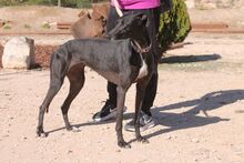 BAMBA, Hund, Galgo Español in Spanien - Bild 3