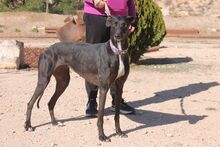 BAMBA, Hund, Galgo Español in Spanien - Bild 4