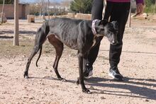 BAMBA, Hund, Galgo Español in Spanien - Bild 5