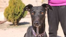 BAMBA, Hund, Galgo Español in Spanien - Bild 6