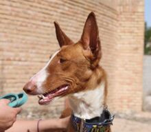 BRENDA, Hund, Podenco in Spanien - Bild 1