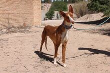 BRENDA, Hund, Podenco in Spanien - Bild 2