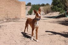 BRENDA, Hund, Podenco in Spanien - Bild 3