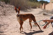 BRENDA, Hund, Podenco in Spanien - Bild 4