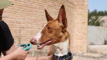 BRENDA, Hund, Podenco in Spanien - Bild 5