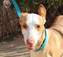 BERRY, Hund, Podenco in Spanien