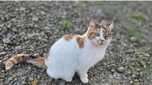 MAVA, Katze, Europäisch Kurzhaar in Zypern - Bild 1