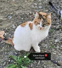 MAVA, Katze, Europäisch Kurzhaar in Zypern - Bild 3