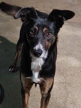 ZITA, Hund, Mischlingshund in Portugal