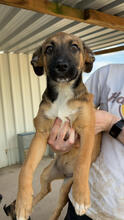 WALTRAUD, Hund, Mischlingshund in Portugal