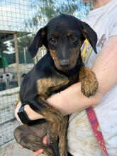 FETA, Hund, Mischlingshund in Portugal