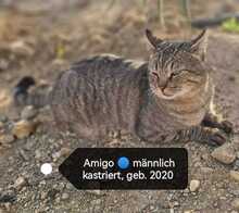 AMIGO, Katze, Europäisch Kurzhaar in Zypern - Bild 1