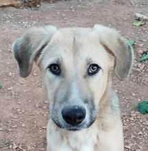 LUKA, Hund, Mischlingshund in Griechenland - Bild 1