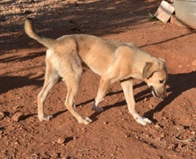 LUKA, Hund, Mischlingshund in Griechenland - Bild 2