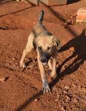 LUKA, Hund, Mischlingshund in Griechenland - Bild 4