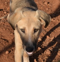 LUKA, Hund, Mischlingshund in Griechenland - Bild 5