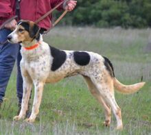 BEA, Hund, Mischlingshund in Griechenland - Bild 4