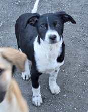 WILMA, Hund, Mischlingshund in Kroatien - Bild 19