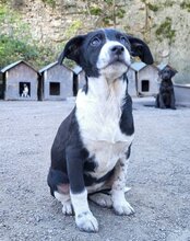 WILMA, Hund, Mischlingshund in Kroatien - Bild 20