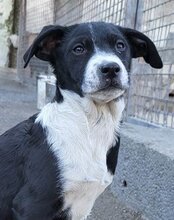 WILMA, Hund, Mischlingshund in Kroatien - Bild 21