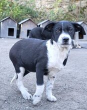 WILMA, Hund, Mischlingshund in Kroatien - Bild 22