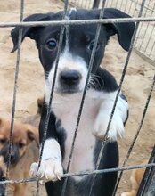 WILMA, Hund, Mischlingshund in Kroatien - Bild 23