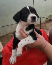 WILMA, Hund, Mischlingshund in Kroatien - Bild 24