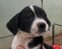 WILMA, Hund, Mischlingshund in Kroatien - Bild 25