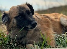 BEA, Hund, Mischlingshund in Rumänien - Bild 1