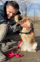 BEA, Hund, Mischlingshund in Rumänien - Bild 16