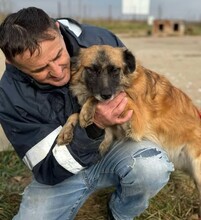 BEA, Hund, Mischlingshund in Rumänien - Bild 5