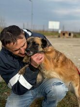 BEA, Hund, Mischlingshund in Rumänien - Bild 7