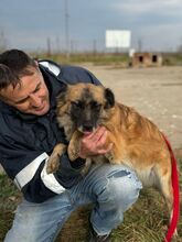 BEA, Hund, Mischlingshund in Rumänien - Bild 9